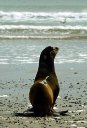VALLEY SEA LION.jpg